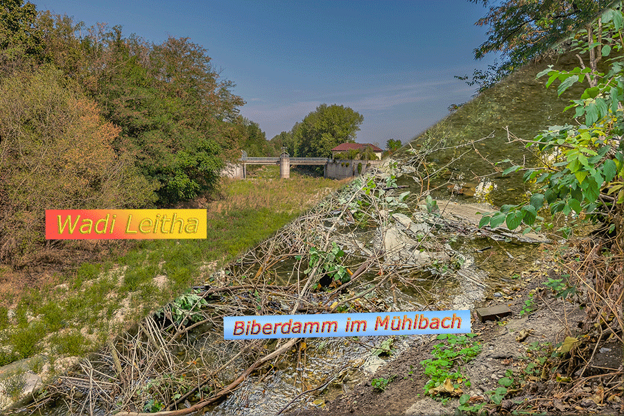 Trockenheit und Hitzewellen im Sommer 2026 - Leitha trocken und Biber bauen Damm im Mühlbach. - Foto JoSt   2026